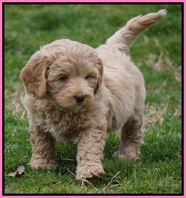 Calla Flicker pups 7 wks old 41