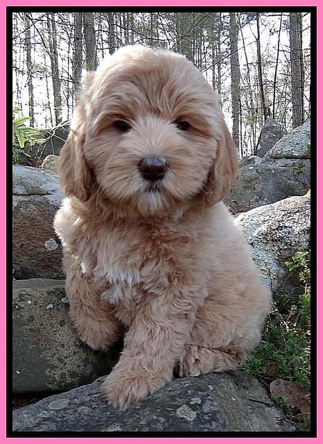 Calla flicker pup 8 wks old pink 003