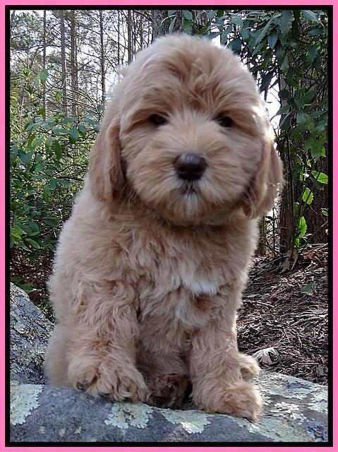 Calla flicker pup 8 wks old pink 015