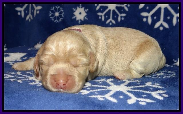 Calla Flicker pups 1 wk old 151
