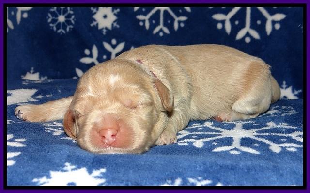 Calla Flicker pups 1 wk old 171