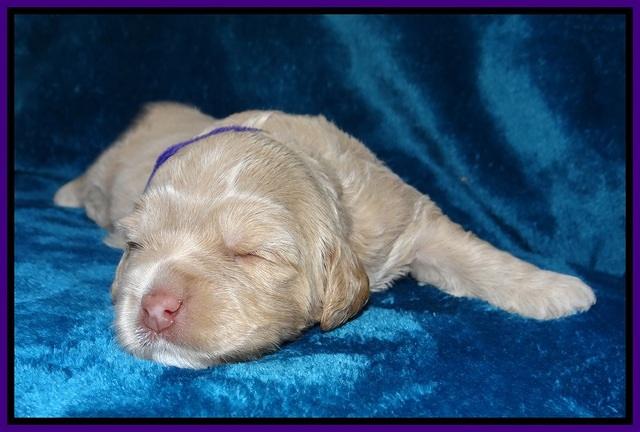 Calla Flicker pups 2 wks old #2 029