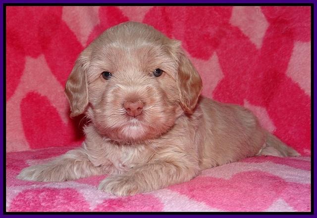 Calla Flicker pups 4 wks old 151