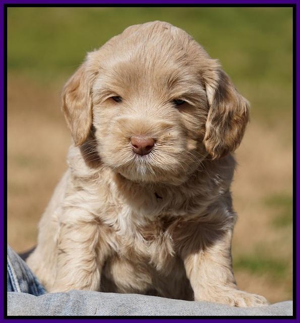 Calla Flicker pups 4.5 wks old 121