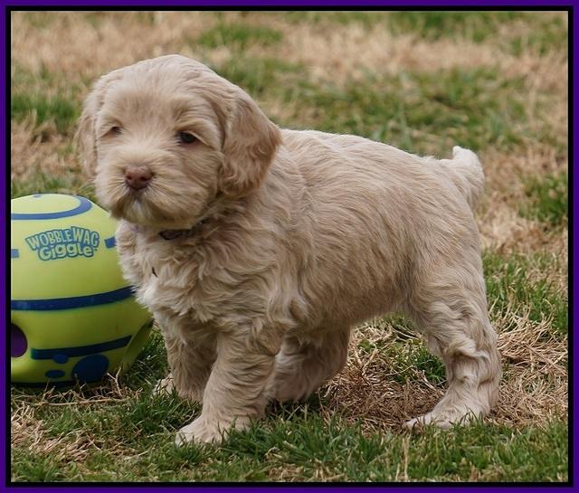 Calla Flicker pups 5 wks old 1210