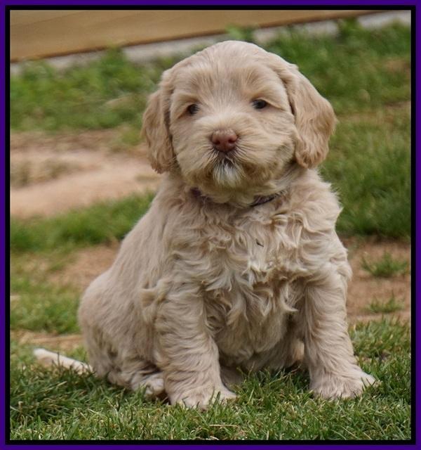 Calla Flicker pups 5 wks old 1310