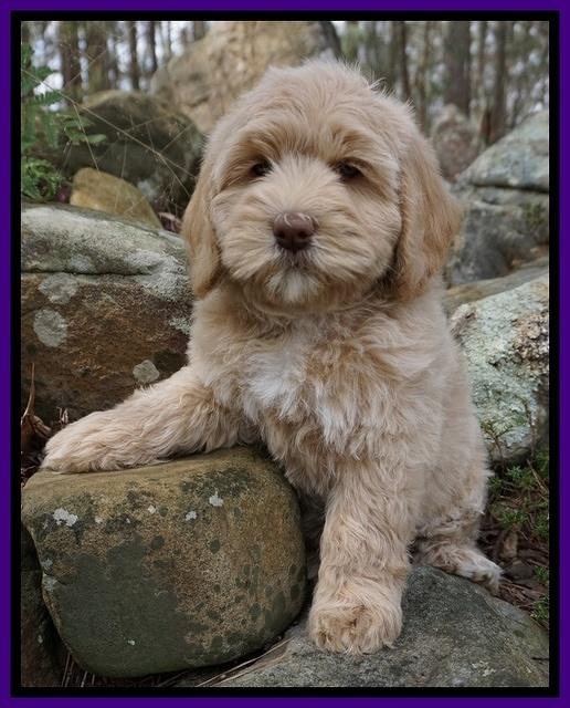 Calla Flicker pups 8 wks old 2 024