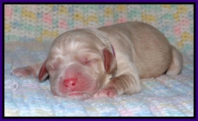 Calla Flicker pups newborn 121