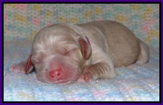 Calla Flicker pups newborn 131