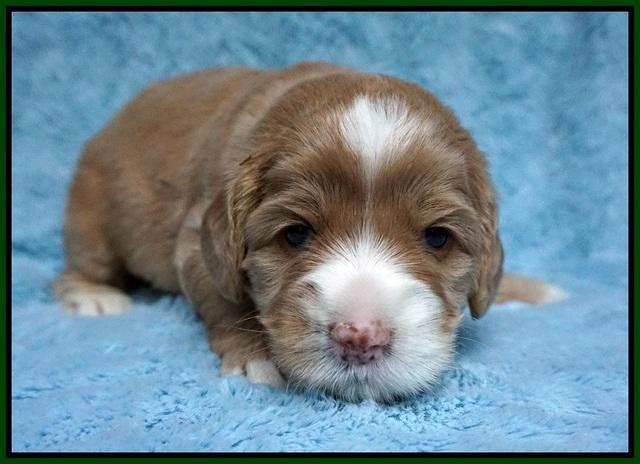 Calla Flicker pups 3 wks old 311