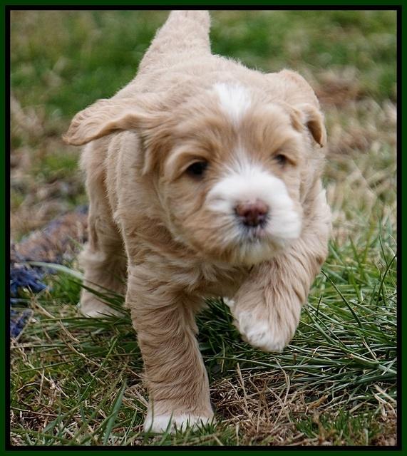 Calla Flicker pups 5 wks old 1710