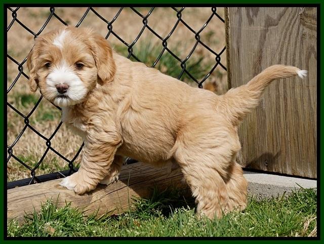 Calla Flicker pups 6 wks old 2610
