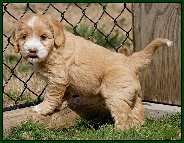 Calla Flicker pups 6 wks old 2710