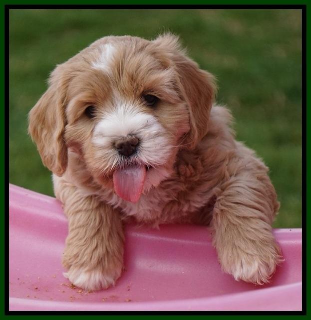 Calla Flicker pups 6 wks old 3110