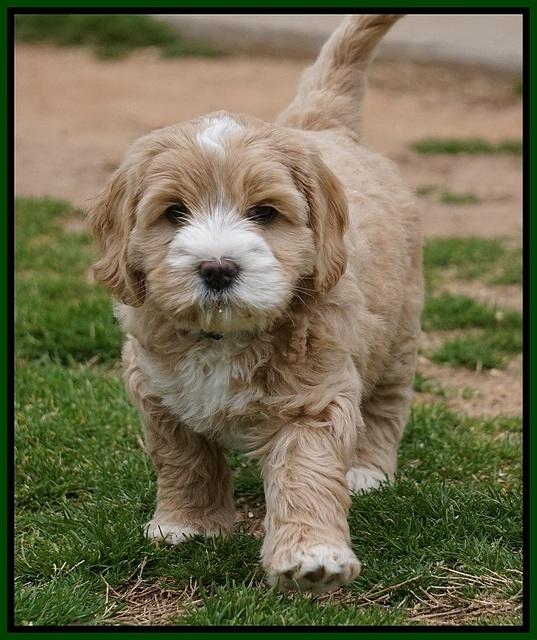 Calla Flicker pups 7 wks old 171
