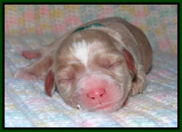 Calla Flicker pups newborn 151