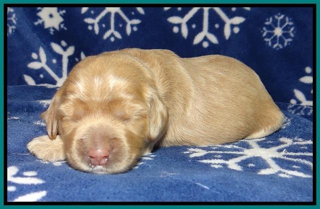 Calla Flicker pups 1 wk old 211
