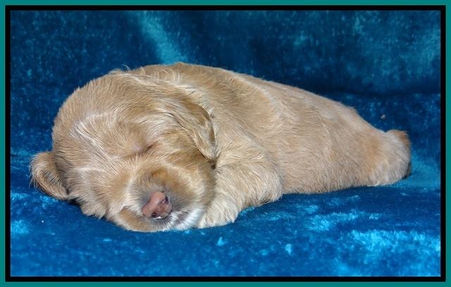 Calla Flicker pups 2 wks old #2 041
