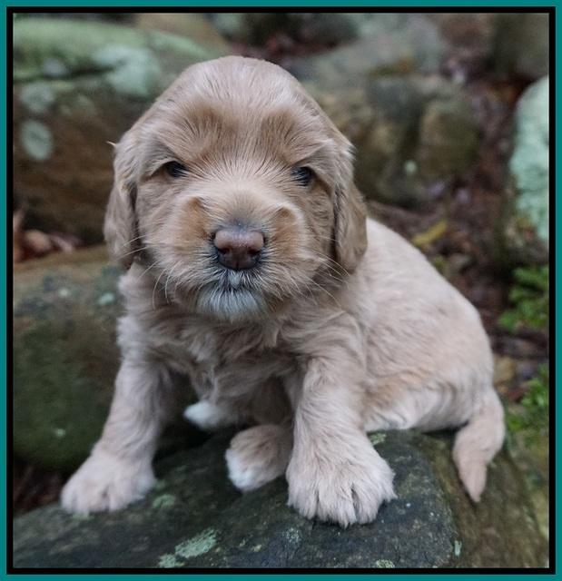 Calla Flicker pups 3 wks old 241