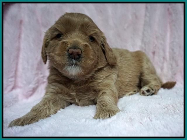 Calla Flicker pups 3 wks old 271