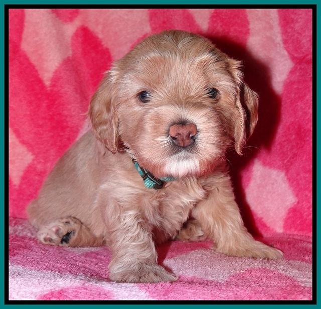 Calla Flicker pups 4 wks old 221