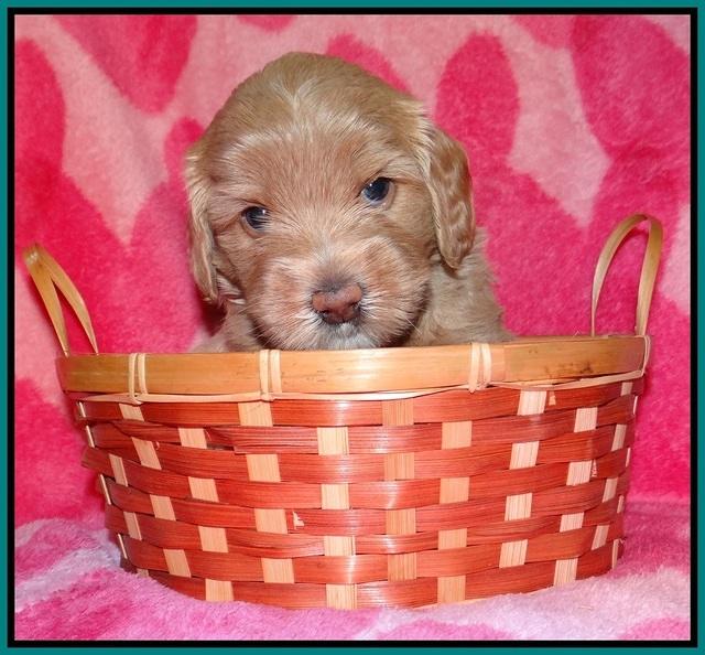 Calla Flicker pups 4 wks old 251