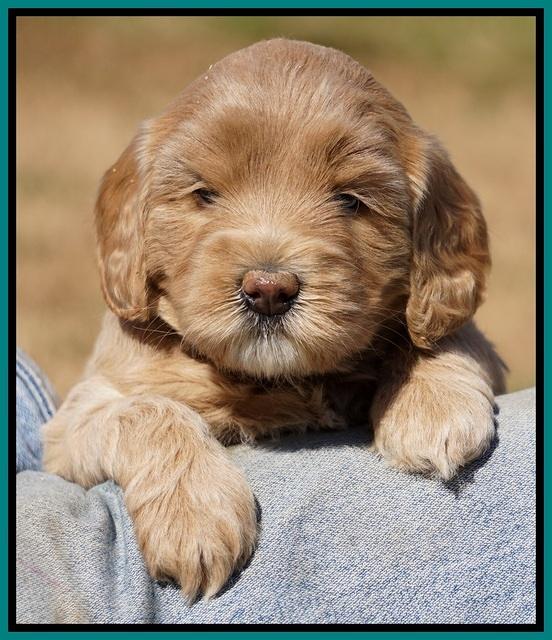 Calla Flicker pups 4.5 wks old 161