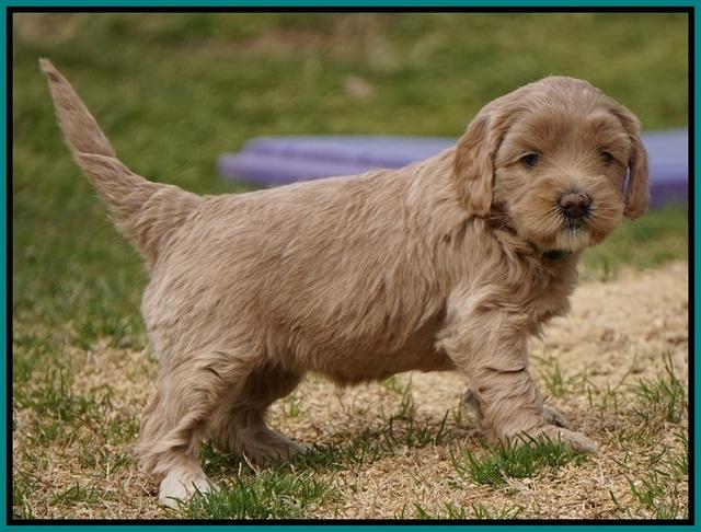 Calla Flicker pups 5 wks old 2610