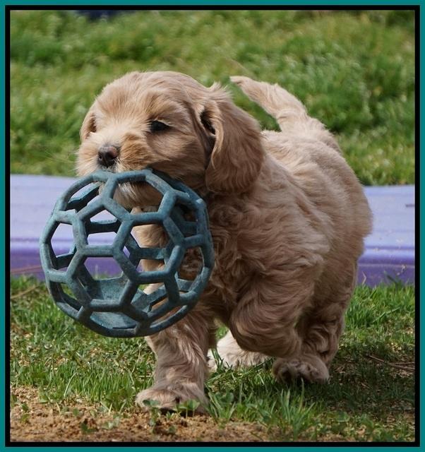 Calla Flicker pups 6 wks old 3310