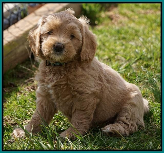 Calla Flicker pups 6 wks old 3910