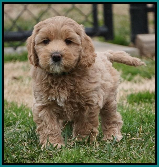 Calla Flicker pups 7 wks old 271