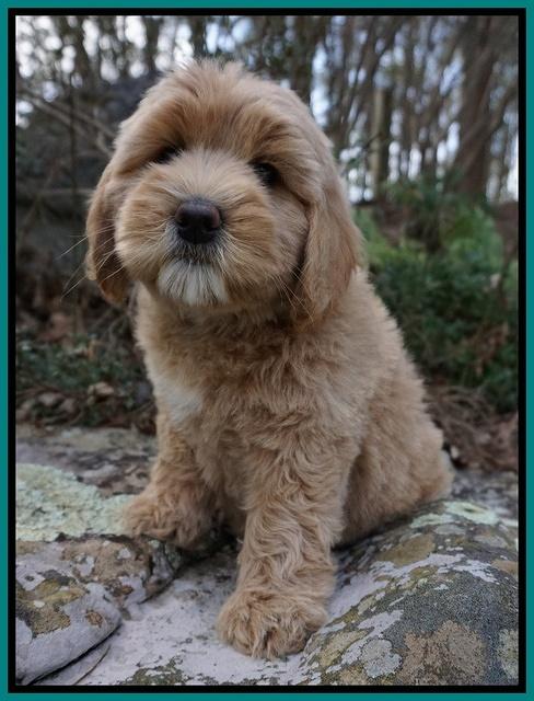 Calla Flicker pups 8 wks old 1 197