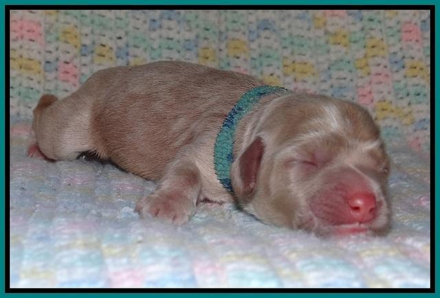 Calla Flicker pups newborn 171