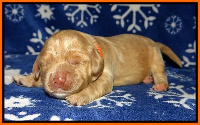 Calla Flicker pups 1 wk old 231