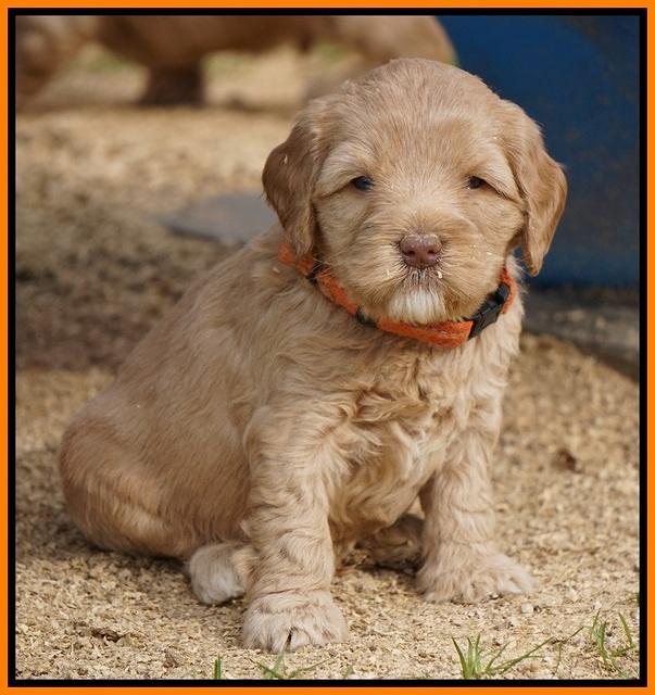 Calla Flicker pups 5 wks old 2910