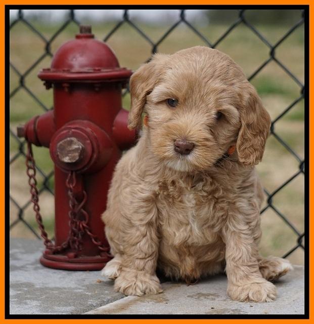 Calla Flicker pups 6 wks old 1 006