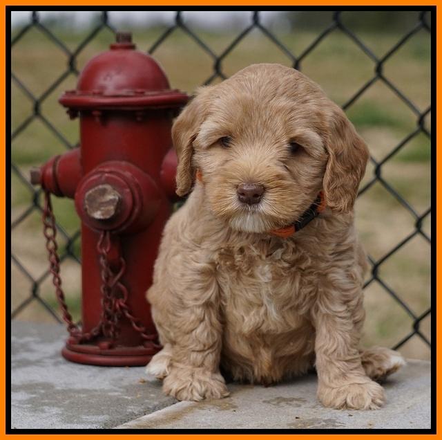 Calla Flicker pups 6 wks old 1 008