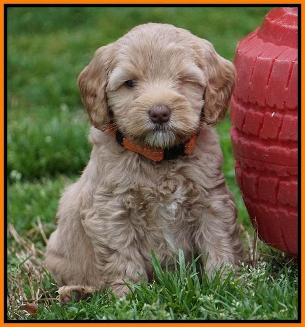 Calla Flicker pups 6 wks old 4510