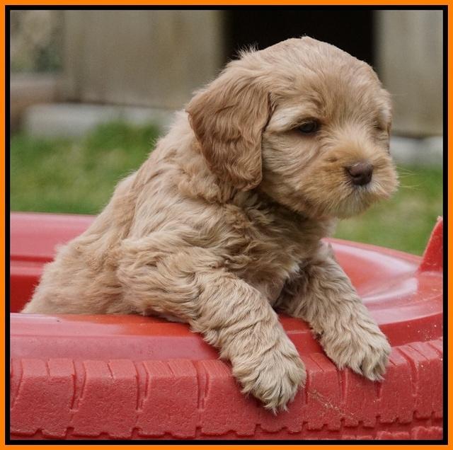 Calla Flicker pups 7 wks old 281