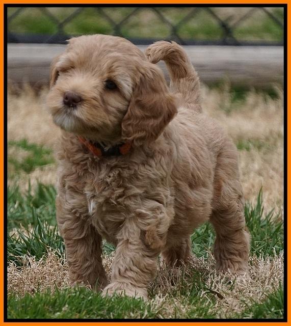 Calla Flicker pups 7 wks old 291