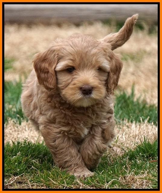 Calla Flicker pups 7 wks old 301