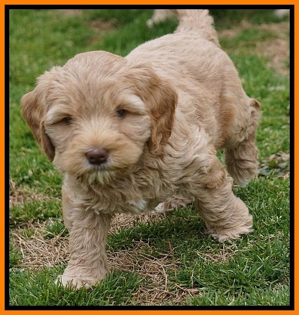 Calla Flicker pups 7 wks old 311