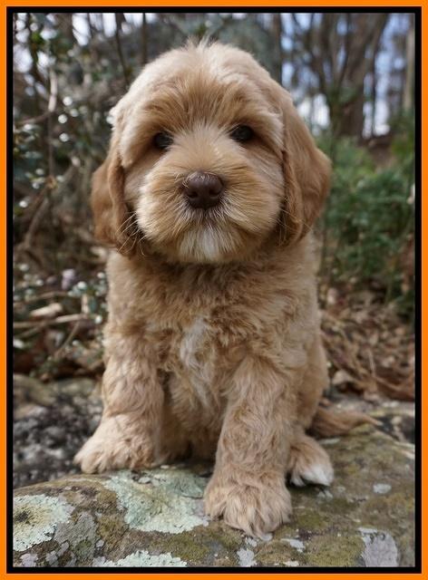 Calla Flicker pups 8 wks old 2 051