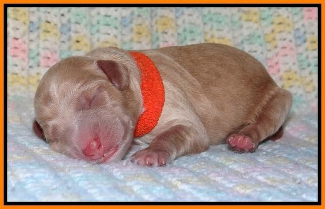 Calla Flicker pups newborn 181