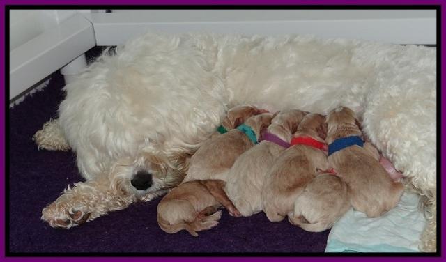 Calla Ficker pups newborn 1 017