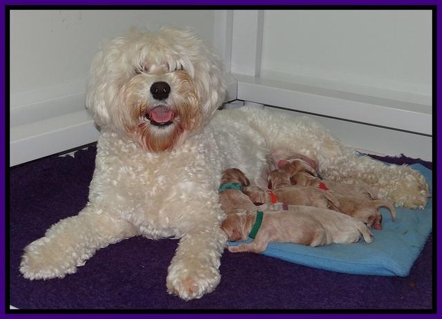 Calla Flicker pups newborn 21