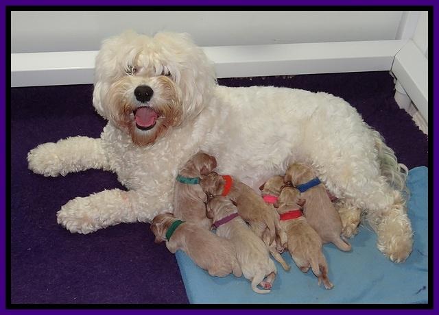 Calla Flicker pups newborn 31