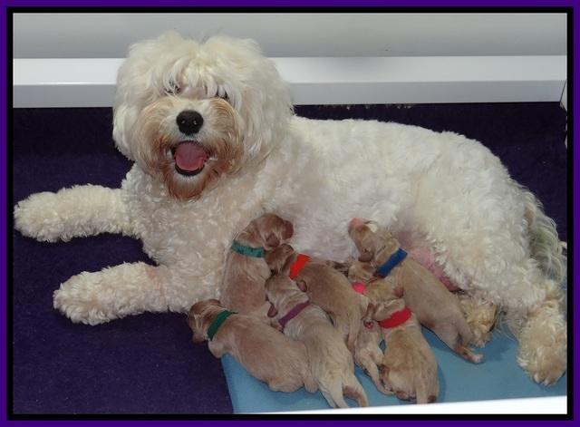 Calla Flicker pups newborn 51
