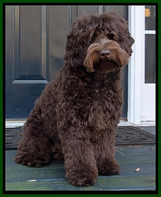 Olie 11 mos old sit door