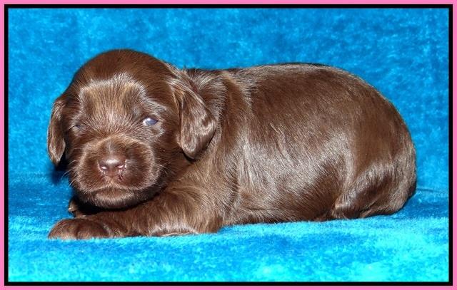 Macy Ollie pups 2 wks old 31